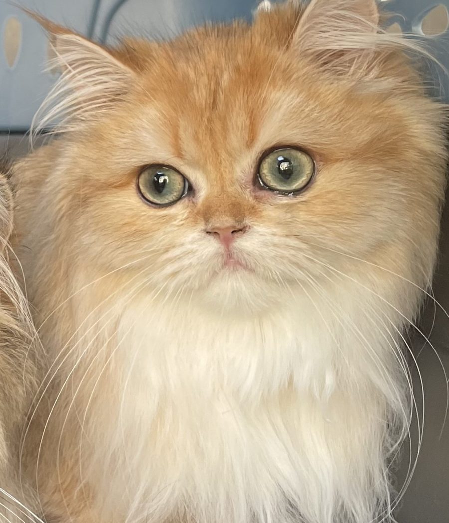 British Longhair Golden Chinchilla