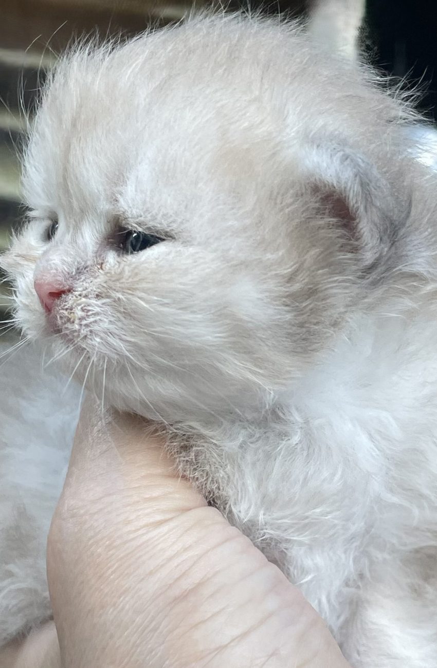 Blue Golden Persian