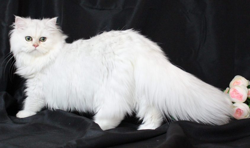 Silver Persian Female