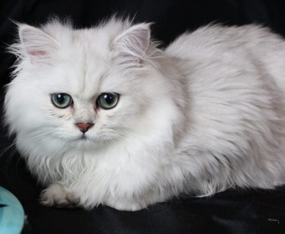 Silver Persian Male