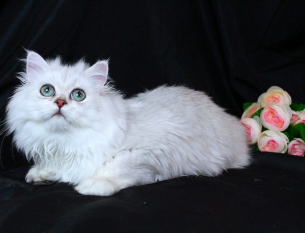 Silver Persian Male